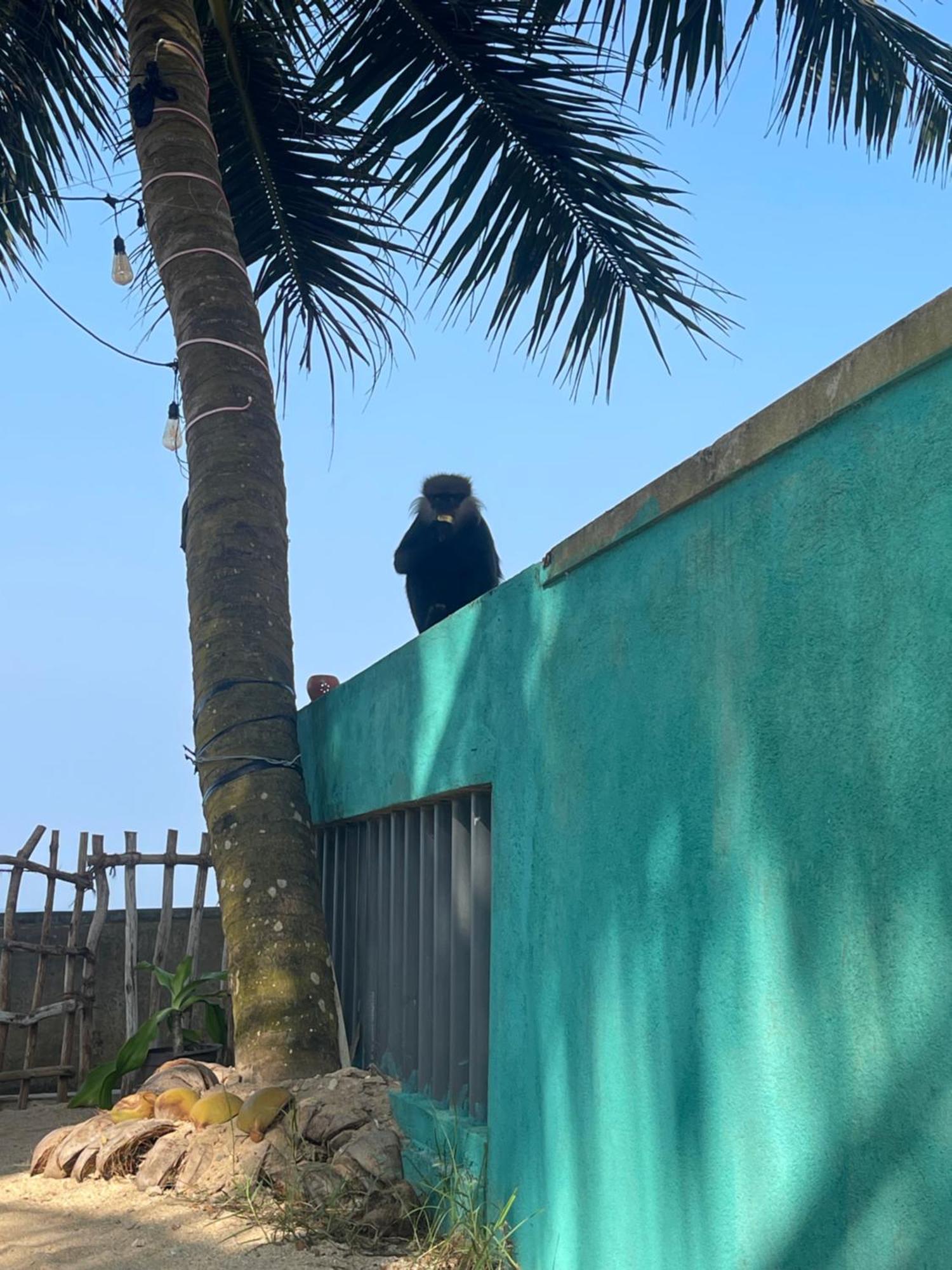 Blue Maalu Resort Ambalangoda  Dış mekan fotoğraf